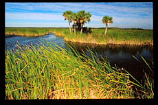 florida dolphin fl0 marathon hawks bottlenose cay atlantic discovery keys resort program